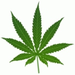 Marihuana Marihuana